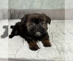 Small #4 Shorkie Tzu