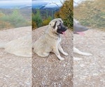 Small Photo #54 Anatolian Shepherd-Great Pyrenees Mix Puppy For Sale in AGOURA HILLS, CA, USA