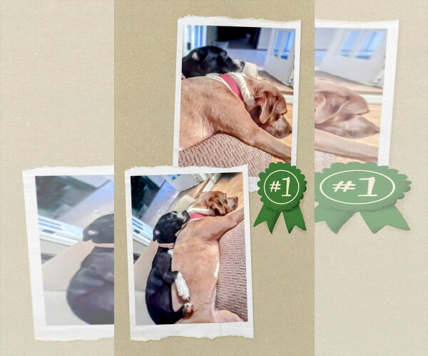 Medium Photo #7 Mutt Puppy For Sale in columbia, SC, USA