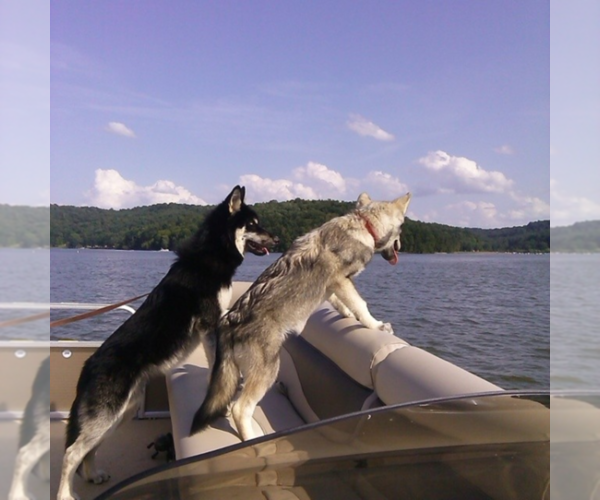 Medium Photo #2 German Shepherd Dog-Wolf Hybrid Mix Puppy For Sale in DALTON, OH, USA