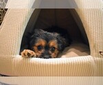 Small Photo #6 Maltese Puppy For Sale in IRVINE, CA, USA