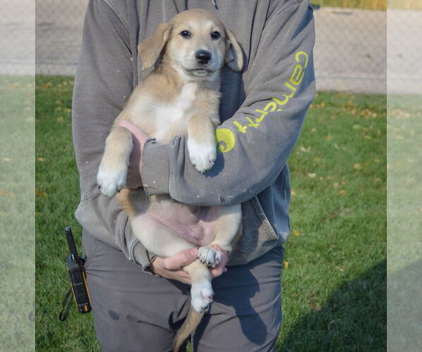 Medium Photo #4 German Shepherd Dog-Unknown Mix Puppy For Sale in Huntley, IL, USA
