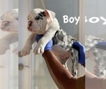 Small Photo #7 English Bulldog Puppy For Sale in ANCHORAGE, AK, USA