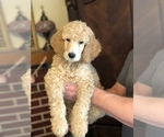 Small #2 Poodle (Standard)