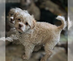 Shih Tzu-Unknown Mix Dogs for adoption in Pacifica, CA, USA