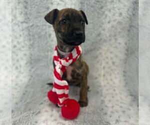 Boxador Dogs for adoption in Lakewood, CO, USA