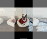 Small Photo #1 French Bulldog Puppy For Sale in PAWTUCKET, RI, USA