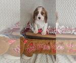 Small #3 Cavalier King Charles Spaniel