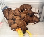Small #21 Rhodesian Ridgeback