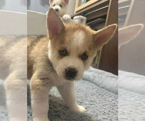 Siberian Husky Dogs for adoption in Matawan, NJ, USA