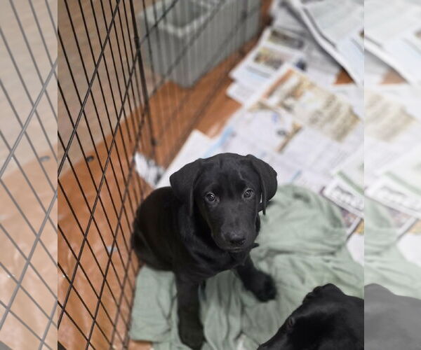 Medium Photo #2 Labrador Retriever-Unknown Mix Puppy For Sale in SHERBURNE, NY, USA