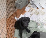 Small #1 Labrador Retriever Mix