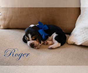 Basset Hound Litter for sale in CUMMING, GA, USA