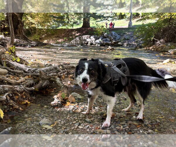 Medium Photo #4 Border Collie Puppy For Sale in Salt Lake City, UT, USA