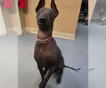 Small #2 Mutt