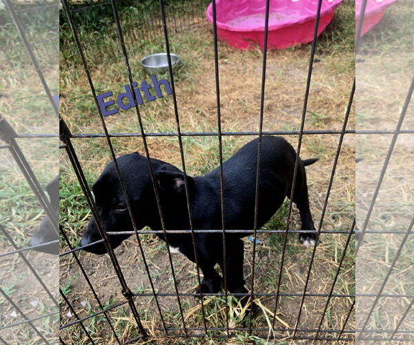 Medium Photo #3 Dachshund-Unknown Mix Puppy For Sale in Jackson, MS, USA