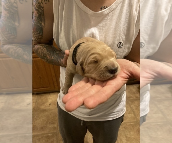 Medium Photo #1 Golden Retriever Puppy For Sale in RENO, NV, USA