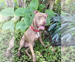 Small #3 American Pit Bull Terrier