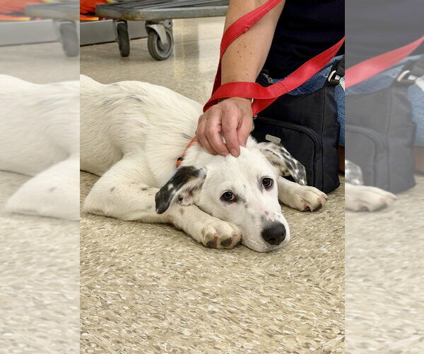 Medium Photo #29 Great Pyrenees-Unknown Mix Puppy For Sale in Brewster, NY, USA