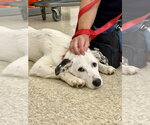 Small #28 Great Pyrenees Mix