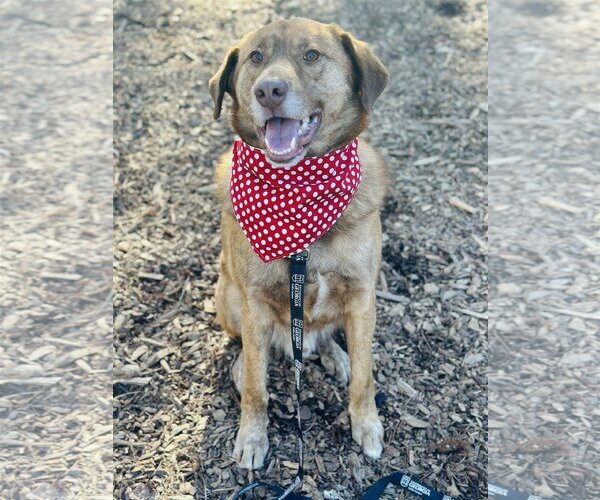 Medium Photo #3 Labrador Retriever-Unknown Mix Puppy For Sale in Clarkesville, GA, USA