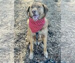Small #2 Labrador Retriever Mix