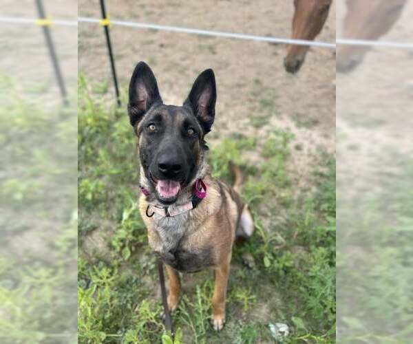 Medium Photo #9 German Shepherd Dog-Unknown Mix Puppy For Sale in Imlay City, MI, USA