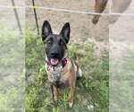 Small #8 German Shepherd Dog Mix