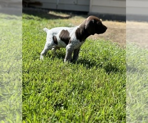 German Shorthaired Pointer Puppy for sale in CASPER, WY, USA