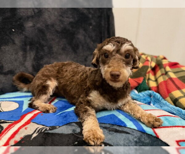 Medium Photo #4 Poodle (Miniature)-Unknown Mix Puppy For Sale in Agoura Hills, CA, USA