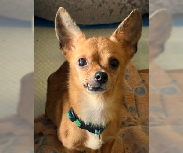Medium Photo #3 Chihuahua-Unknown Mix Puppy For Sale in Ventura, CA, USA