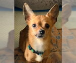 Small #2 Chihuahua Mix