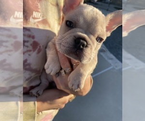 French Bulldog Puppy for sale in HOUSTON, TX, USA