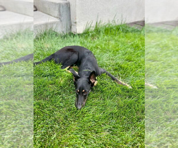 Medium Photo #3 Mutt Puppy For Sale in Salt Lake City, UT, USA