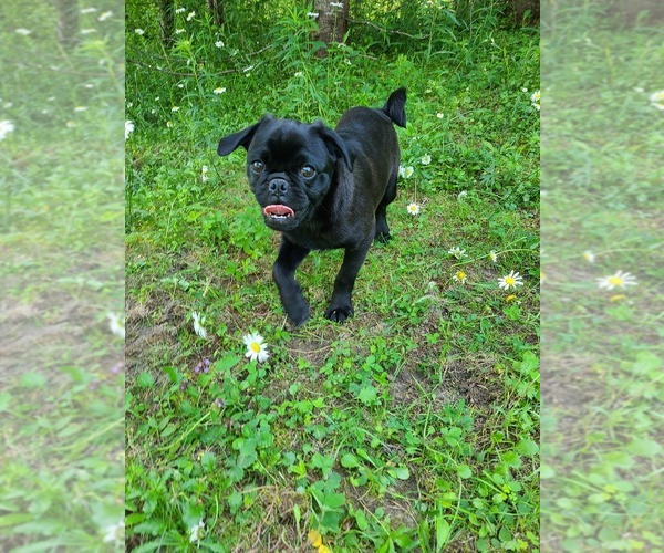 Medium Photo #10 Pug Puppy For Sale in LYNDON CENTER, VT, USA