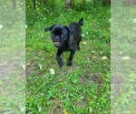 Small Photo #10 Pug Puppy For Sale in LYNDON CENTER, VT, USA