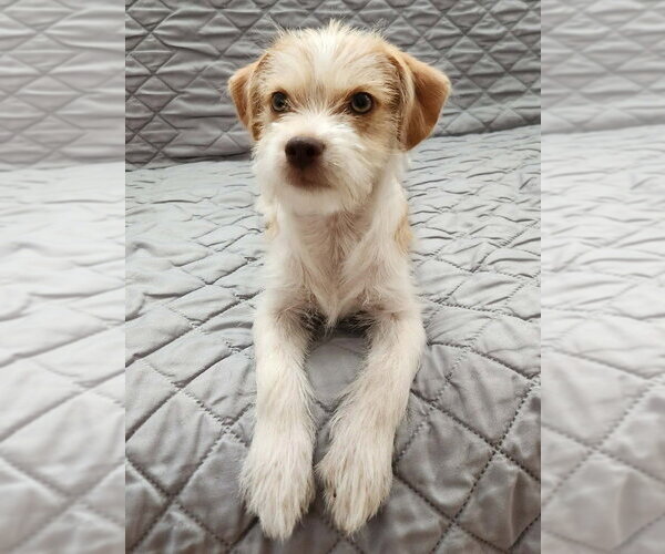 Medium Photo #3 Border Terrier-Unknown Mix Puppy For Sale in Lakewood, CO, USA
