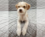 Small #2 Border Terrier Mix