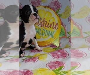 Medium Boston Terrier