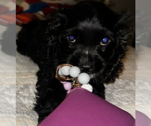 Cocker Spaniel Puppy for sale in CROSSVILLE, TN, USA