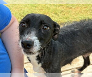 Rat Terrier-Unknown Mix Dogs for adoption in Tulsa, OK, USA
