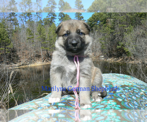 German Shepherd Dog Puppy for sale in PIEDMONT, MO, USA