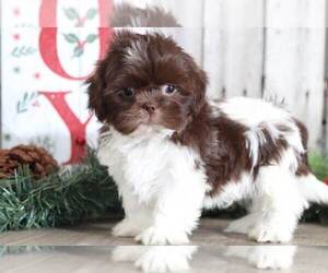 Shih Tzu Puppy for sale in MOUNT VERNON, OH, USA