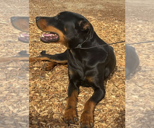 Medium Photo #5 Rotterman Puppy For Sale in Woodland Hills, CA, USA