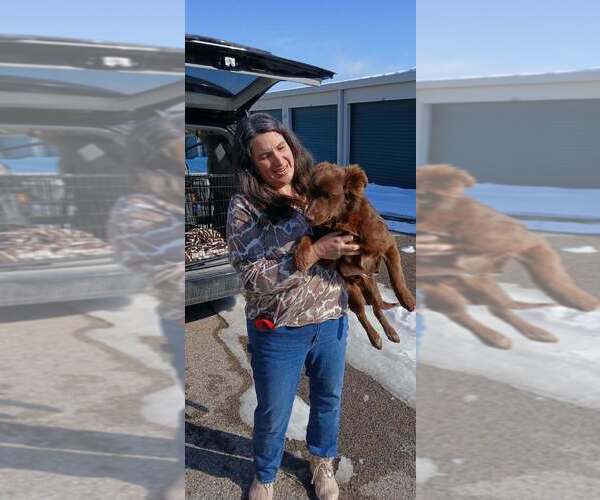 Medium Photo #2 Border-Aussie Puppy For Sale in Aurora, IN, USA