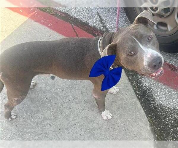 Medium Photo #1 American Pit Bull Terrier Puppy For Sale in Houston, TX, USA