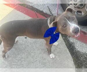 American Pit Bull Terrier Dogs for adoption in Houston, TX, USA