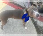 Small American Pit Bull Terrier