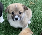 Puppy Red female 2 Pembroke Welsh Corgi