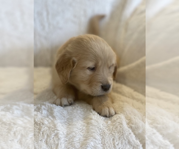 Medium Photo #1 Golden Retriever Puppy For Sale in SEATTLE, WA, USA